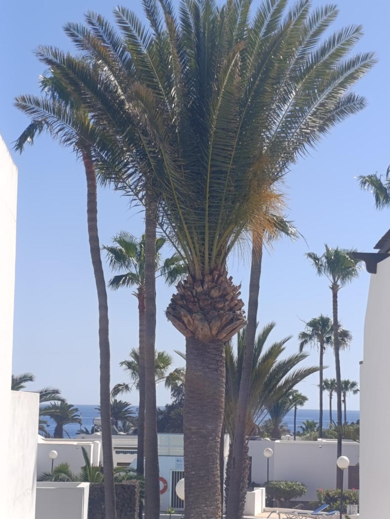Blue Ocean Apartman Costa Teguise Kültér fotó